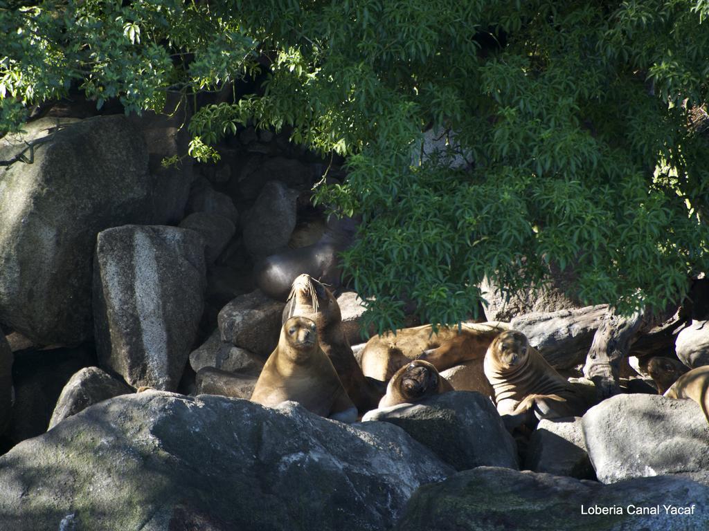Posada Queulat ปูแอร์โต ปูยูวาปี ภายนอก รูปภาพ