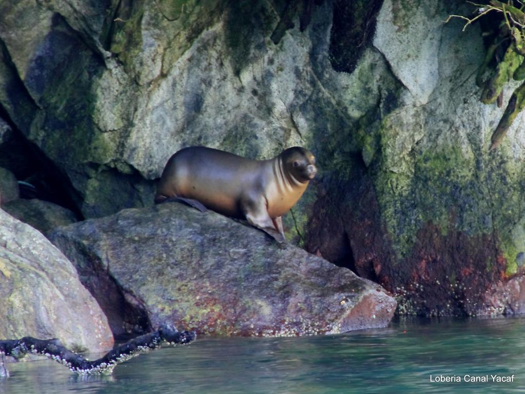 Posada Queulat ปูแอร์โต ปูยูวาปี ภายนอก รูปภาพ